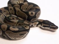 axanthicsnovember 034.jpg
