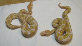 IMG_0282 2010 albino males.JPG