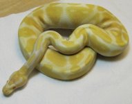 IMG_0285 08 albino male.JPG