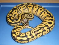 superpastel het clown.JPG