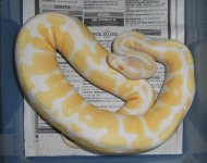 albino het snow female.JPG