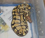 fire het clown female.JPG