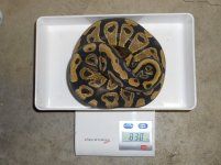 het pied female.JPG