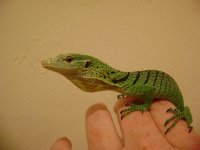 gtmbubz 009.jpg