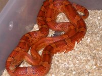 Bloodred.jpg