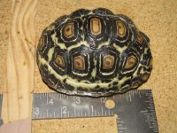 tort 7.jpg