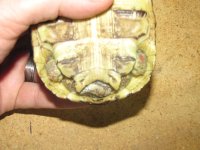 tort 6.jpg