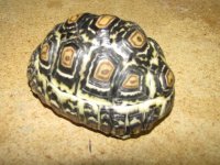 tort 1.jpg