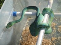 green tree pythons 409.jpg