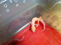 Banded Raptor het Diablo Blanco.jpg