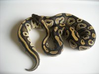 male mojave.jpg