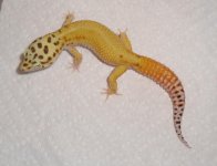 patstripeCTmale.jpg