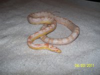 Snakes 4 sale........ 002.jpg