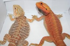 Het trans leather magzma female x sat red trans het hypo male.jpg