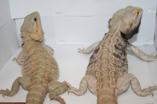 Polar Trans Het Hypo x Double het american leather ac line white.jpg