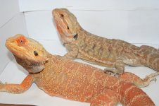 Red 100% double het male bottem Female Het Trans Leather Magma Dauther.jpg