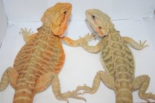 Poss het hypo and trans leather x Citrus hypotrans leather.jpg