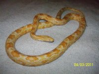 Snakes 4 sale........ 004.jpg