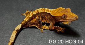 GG-20-HCG-04_1.jpg