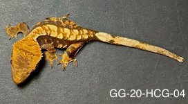 GG-20-HCH-04_2.jpg