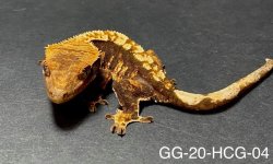 GG-20-HCG-04_3.jpg