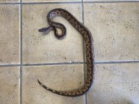 gravid si boa 1.jpg