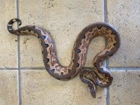 gravid si boa 2.jpg