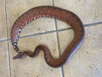 gravid si boa 3.jpg