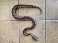 gravid si boa 4.jpg