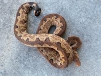 gravid si boa 7.jpg