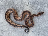 gravid si boa 6.jpg