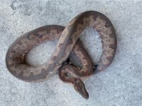 gravid si boa 5.jpg
