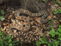 P5137731_1200.jpg