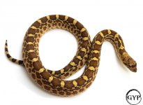 BullsnakeF1.jpg
