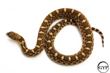 BullsnakeF2 (1).jpg