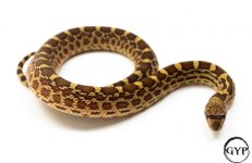 BullsnakeF3.jpg