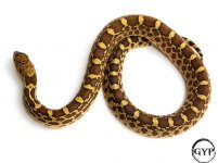 BullsnakeF4.jpg