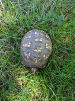 turtle4.jpg