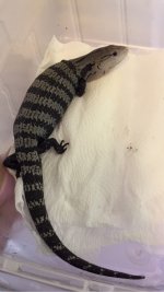 AXANTHIC.jpg