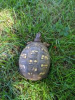 turtle3.jpg
