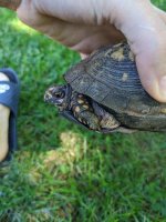 turtle2.jpg