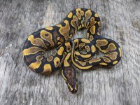 2020 female yb dh ghost pied.jpg