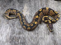 2020 male yb dh ghost pied.jpg