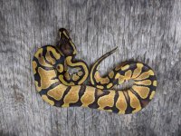 2020 male enchi dh ghost pied 2.jpg