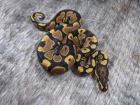 2020 female fire yb dh ghost pied 2.jpg