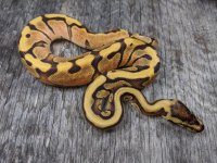 2020 male od enchi hgw poss mystic.jpg