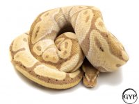 BananaCoralGlowM3-1.jpg
