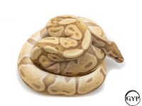 BananaCoralGlowM1-1.jpg