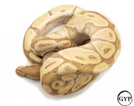 BananaCoralGlowM2-1.jpg