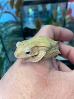 Borneo Eared Frog 50.jpg